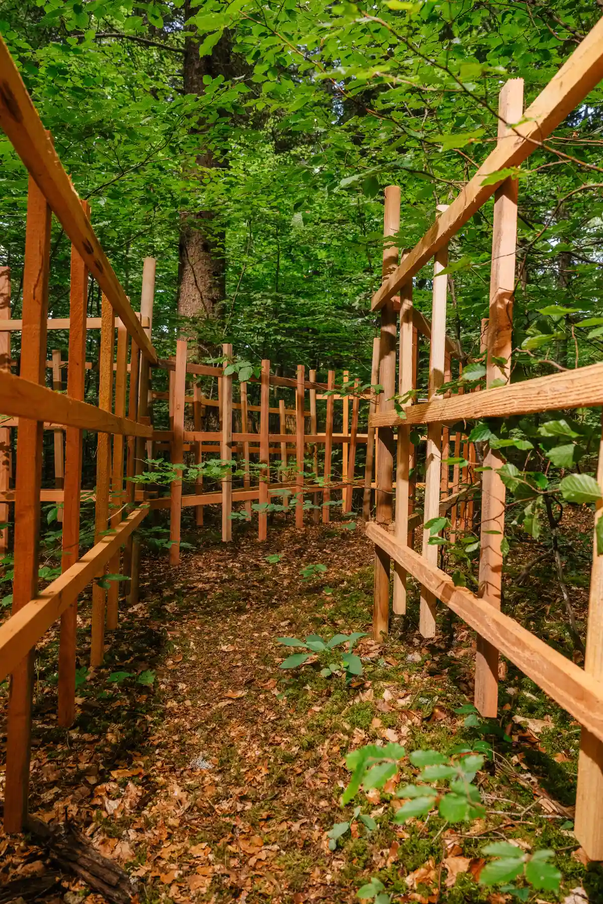 la forêt labyrinthe et les cabanes perchées